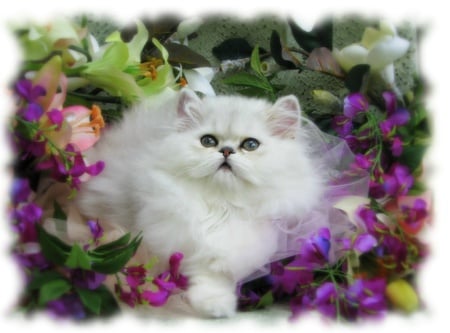 Chinchilla In The Garden - white, flowers, chinchilla persian, garden