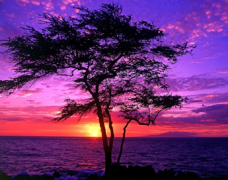 Tropical Sunset - sky, ocean, art, sun, coloured, tree, sunset, sea