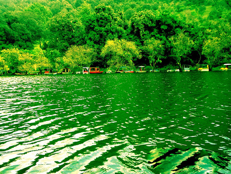 All green - beauty, lake, trees, green