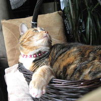 Kitty In A Basket