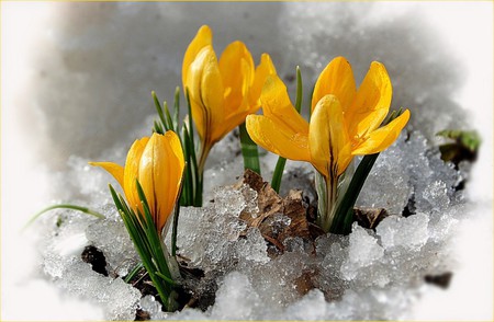 I challenge the cold - flowers, white, yellow, green