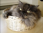 Kitty in a Basket