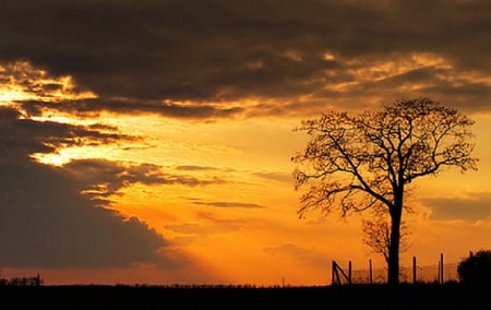 Solitary Tree - fence, clouds, orange, tree, sunset