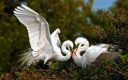 GREAT EGRETS