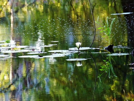 Lotus pads in a cypress swamp - reflections, lotus, lily, cypress, water, swamp