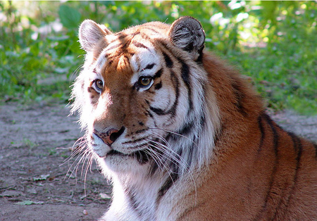 Handsome - tigers, cats, animals, cute, wild, jungle, bengal