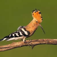 Hoopoe on the ast