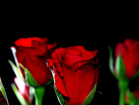 Red Roses