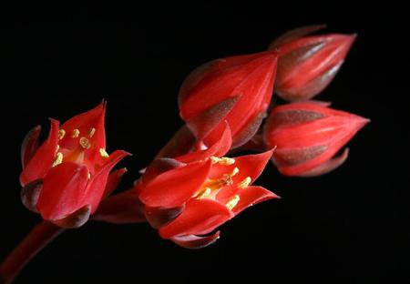 Flowers - flowers, red, petals, nature