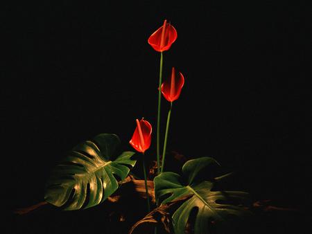 Flowers - flowers, nature, red, leaves