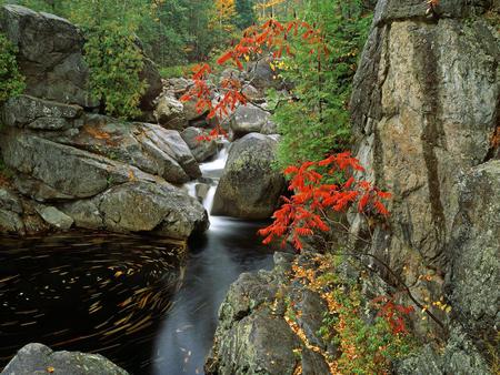 Stream - stream, trees, nature, rocks