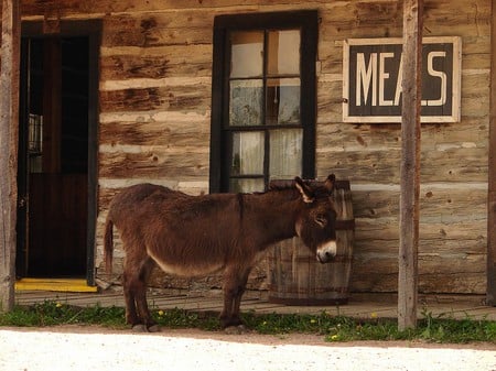 Parked Outside - cute, parked, burro, donkey