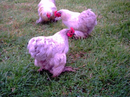 Set Of Three Lavender Chickens