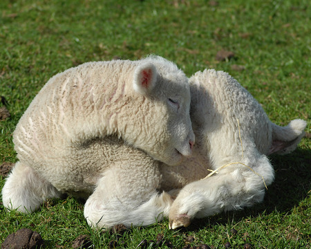 Baby In The Sunshine - sheep, lamb, sunshine, baby