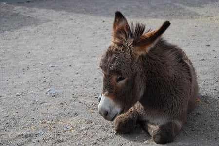 Burro Napping - burro, napping, sleep, donkey