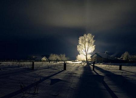 Tree lights - glow, trees, snow, light, night, winter, house, path