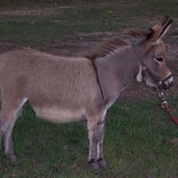 Miniature Burro