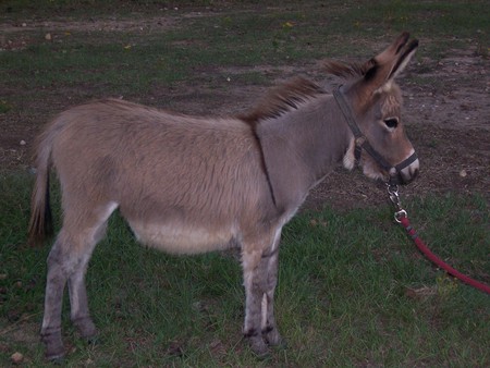 Miniature Burro - cousin, miniature, burro, donkey