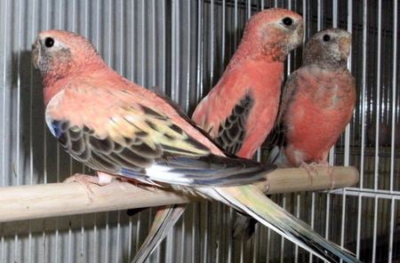 Opaline Bourkes - opaline, pink, pretty, birds