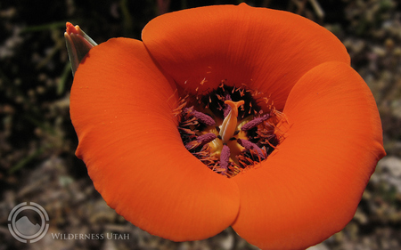 Mariposa - big, huge, red, stamina, flower, petals