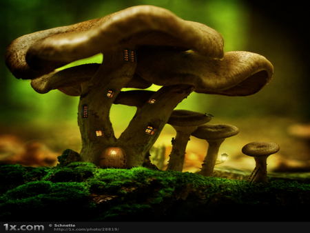 mushroom house - y home, o, z, c