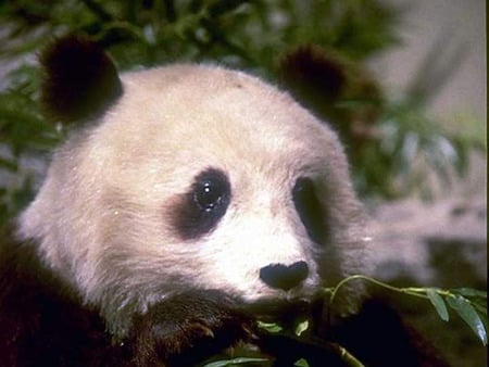 ANOTHER PANDA LEO FOR YOU - face, adorable, cute, friendly