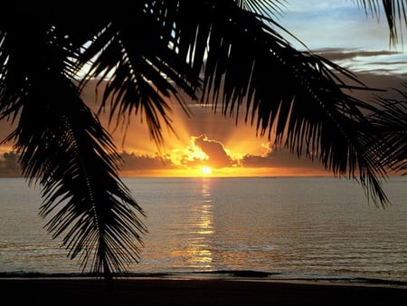 As Night Draws In - sunset, water, palm frond, ocean, sky