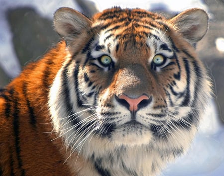 The face of the hunter - close up, black, white, poer, striped, orange, tiger, hunter, strength