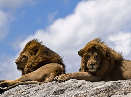 Two Brothers - rock, windswept, lions, clouds