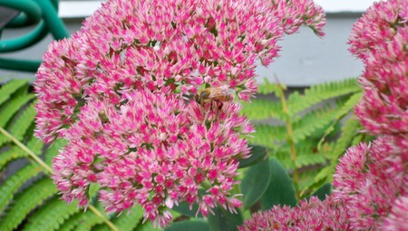 Honey Bee - honey bee, bee, sedum, summer, honey, flower