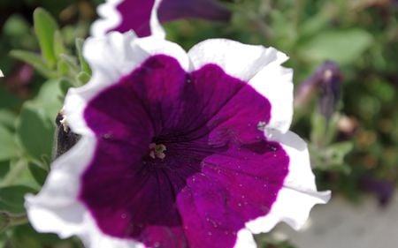 Pansy - white, pansy, purple, flower