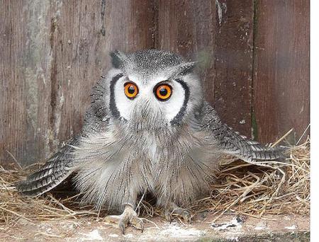 Fluffy - owl, grey, nest box, white face, orange eyes, feathers, northern white faced owl, young