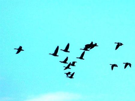 birds - animal, sky, autumn, animals