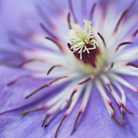 blue flower