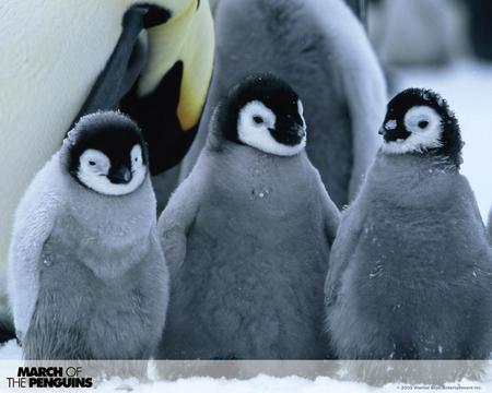 pinguins - sweet, animals, pinguin, baby