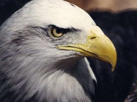 Im Watching - usa, american, eagle, bald