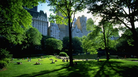 Central Park - beauty, new york, trees, people, center, lakes, architecture, green, tree, central park, manhattan, grass, central, park, buildings, public, newyork, nature, forest, beautiful, city, sua