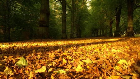 Autumn Carpet - gree, nature, autumn, forest, leaf