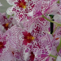 Pink And White Orchids