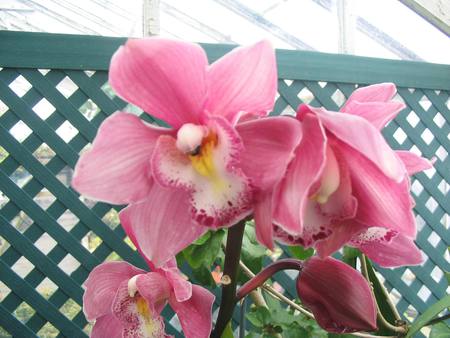 Hot House Flowers - orchids, pink, pretty, greenhouse