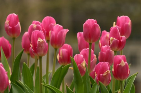 Flower Fancy - coral, tulips, garden, flower