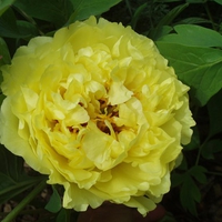 Yellow Peony