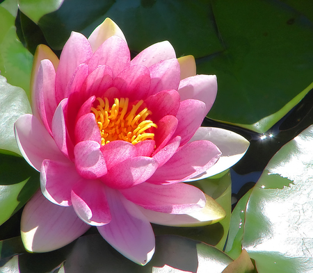 Face To The Sun - lotus, pretty flower, pink, waterlily