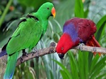 Eclectus Roratus