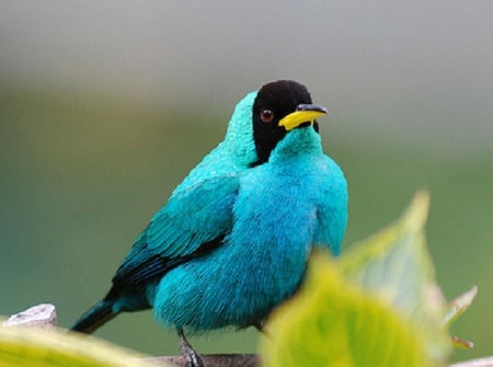 Chlorophanes Spiza - bird, trinidad, feathers, blue