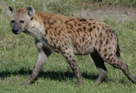 Hyena - hyena, animal, nature, wildlife