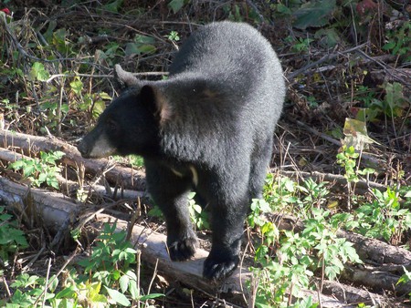 Black bear in the forest - bear, animal, forest, nature