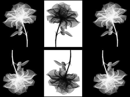 BLACK &  WHITE - roses, black, fabric, white, beautiful, gothic, dark