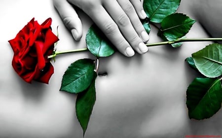 red rose - rose, red, woman, body