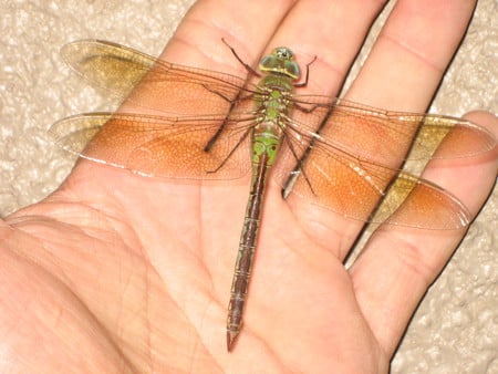 Dragonfly 2 - insect, dragonfly, animals, hand